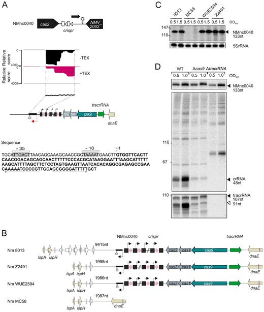 A strain-specific sRNA, NMnc0040 is linked to the CRISPR-Cas locus. (A) (top) Genomic location of NMnc0040 sRNA. dRNA–seq reads of −/+ TEX libraries mapped to NMnc0040 sRNA. (bottom) Nucleotide sequence of NMnc0040 is indicated in bold letters. The −10 and −35 sites of the NMnc0040 promoter are boxed in light gray. ‘+1’ marks the TSS and the transcribed NMnc0040 sequence is given in bold letters. The rho-independent terminator is indicated by arrows. (B) Conservation analysis of NMnc0040 in four prototypical N. meningitidis strains. NMnc0040 is absent in MC58. In the WEU2594, Z2491 and 8013 strains NMnc0040 is linked to CRISPR-Cas locus and located upstream of the CRISPR array. The flanking gene at the 3΄ end is variable. Distances to flanking genes are indicated in nucleotides. (C) Total RNA from the four N. meningitidis strains 8013, MC58, WUE2594 and Z2491 belonging to three different serogroups was isolated at mid logarithmic (OD600 = 0.5) and late logarithmic/early stationary growth phase (OD600 = 1.5) and analyzed by northern blot using labeled DNA probes complementary to NMnc0040 (see Supplementary Table S3). The blots were probed for the housekeeping 5S rRNA as loading control. (D) Northern blot analysis of NMnc0040 sRNA, tracrRNA and crRNAs in 8013 WT, Δcas9 and ΔtracrRNA strains. Total RNA (5 μg per lane) isolated from WT, ΔtracrRNA and Δcas9 at mid logarithmic (OD600 = 0.5) and late logarithmic/early stationary growth phase (OD600 = 1.5) was analyzed on a northern blot using labeled DNA probes complementary to NMnc0040, crRNA and tracrRNA in N. meningitidis 8013.