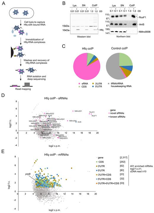 The repertoire of Hfq regulated sRNAs and mRNAs in N. meningitidis 8013. (A) Schematic workflow for generating co-immunoprecipitation (coIP) samples of WT and 3× FLAG tagged hfq strains grown in rich media to mid log phases (OD600 = 0.5) in two independent experiments. (B) Quality of RNA and protein samples was analyzed by western blots and northern blots. Lysate (Lys), supernatant (SN) and coIP samples were obtained from pull-down experiments with mouse anti-FLAG antibody performed in the presence (+) or absence (−) of the 3× FLAG tagged Hfq protein. OD600 equivalents of protein and RNA samples loaded on the gel are shown. Western blot with rabbit anti-FLAG antibody (left panels) and northern blot with probe against RcoF1 and AniS sRNAs as well as NMnc0006 sRNA as negative control (right panel) confirmed the success of Hfq pull-downs. The band indicated by a star within the coIP (+) lanes correspond to the sizes of purified Hfq proteins and co-purified RcoF1 sRNA. Size markers are given on the left (in kDa). (C) Pie chart for Hfq coIP and control coIP showing the relative proportions of all Hfq-associated sequences that unequivocally mapped to different classes of RNA sequences. (D) Scatter-plot of RIP-seq results. Axes represent log fold-change between the control coIP and Hfq coIP (y-axis) and abundance in log counts per million (x-axis) of cDNA reads obtained. New sRNAs and previously described sRNAs are depicted by pink and blue dots, respectively. (E) Scatter-plot analysis of RIP-seq results depicting 401 mRNAs and their associated segments (CDS, 5΄ UTR and 3΄ UTR) that were enriched (log2 f.c. ≥1; cDNA read ≥10) in the Hfq coIP, for example the 5΄ UTR of prpB gene. Axes are identical to above.
