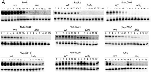 Stability of Hfq binding sRNAs. (A) sRNA half-lives for RcoF1, RcoF2, NMnc0001, NMnc0044, NMnc0034, NMnc0037, NMnc0019, NMnc006 and AniS. At the top of each panel, northern blots of total RNA extracted at the indicated time points (minutes) after addition of rifampicin (250 μg/ ml) to terminate transcription in a N. meningitidis 8013 WT and an isogenic Δhfq strain is shown. Prior to the addition of rifampicin, strains were grown to OD600 of 0.5. 5S rRNA served as loading control.
