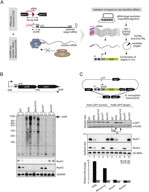 In vivo validation of prpB regulation by the two sRNAs RcoF1 and RcoF2. (A) (Left) Schematic representation for combining data gained from dRNA-seq and Hfq RIP-seq analysis to uncover and validate targets for newly identified sRNAs. dRNA-seq enriches for primary transcriptional start sides (pTSS) as indicated by red arrows and therewith uncovers sRNAs (pink triangles) located in IGR and other transcriptome features like 5΄ UTRs of mRNAs colored in blue. Hfq RIP-seq allows for the identification of sRNAs and 5΄ UTRs as targets of Hfq. 5΄ UTRs are target sites for Hfq-dependent sRNA regulation that leads to inhibition of ribosome binding, resulting in reduced translation. (Right) Schematic workflow for target prediction by the copra algorithm and validation via a superfolder gfp (sfgfp) reporter gene fusion, exemplified by the two newly identified sRNAs RcoF1 and RcoF2 and their target prpB. Hfq-bound 5΄ UTRs of mRNAs identified by Hfq-RIPseq (colored in blue) serve to further screen potential mRNA targets predicted for new sRNAs identified by dRNA-seq (colored in pink). (B) (top) The 1165-nt-long prpB transcript is part of the dicistronic mRNA prpB-prpC (dotted line) encoding a methylcitrate lyase and methylcitrate synthase, respectively. The TSS is indicated by arrows and the ribosome binding site (RBS) by a black bar. Numbers indicate the distance to the TSS. (bottom) The expression of prpB was analyzed during two growth phases in WT, Δhfq, ΔΔrcof1/2 double deletion mutants as well as Δrcof1 and Δrcof2 single deletion mutants at indicated optical densities (OD600) using a 32P-UTP labeled riboprobe. RcoF1 and RcoF2 were detected with JVO13282 and JVO13283. 5S rRNA served as loading control. (C) (top) Schematic illustration of the integrational vector pGCC2 for construction of translational superfolder gfp (sfgfp) fusions that were inserted into the lctP and aspC locus of N. meningitidis 8013 (127). The prpB 5΄ UTR and the first 15 amino acids of the prpB coding region (gray box) were fused to sfgfp reporter gene (green box) that is transcribed from the constitutive PLtetO-1 promoter as indicated. Individual elements are not drawn to scale. A sfgfp reporter fusion expressing the 5΄ UTR and the first 15 amino acids of the porA gene served as control. (bottom) N. meningitidis 8013 WT, Δhfq, ΔΔrcof1/2 double deletion mutants as well as Δrcof1 and Δrcof2 single deletion mutants expressing either the target-gfp or the control-gfp fusions were grown to mid logarithmic phase and RNA and protein samples were analyzed by northern blot and western blot. RcoF1 was detected with JVO-13282 and RcoF2 was detected with JVO-13283. 5S rRNA served as loading control. Whole cell protein fractions (OD600 = 0.01 for western blot) were detected with mouse anti-Gfp antiserum. GroEL served as control. Relative fold expression changes of prpB::gfp and porA::gfp (control) fusions in Δhfq, of both sRNAs RcoF1 and RcoF2 or of each sRNA alone determined by western blot analysis for Gfp in comparison with the respective WT backgrounds are represented in the bar plot. Error bars indicate the SDs among three biological replicates.