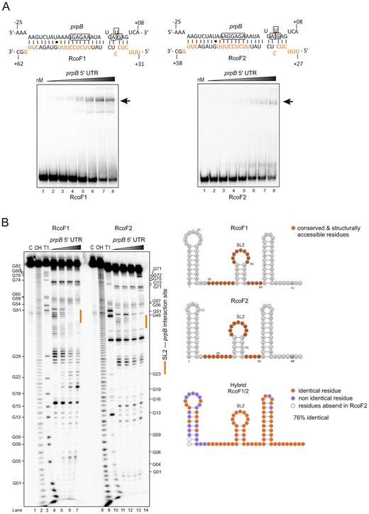 In vitro gel-shift and structure probing assay show a direct interaction between the two sRNAs RcoF1/2 and the prpB leader. (A) (top) Predicted base-pairing interactions of RcoF1 and RcoF2 with their respective target mRNA prpB using RNA hybrid (79). The Shine-Dalgarno sequences and start codons of the mRNAs are boxed. Conserved and structurally accessible residues are shown in red. The proposed strength of interaction for each RNA duplex is −36.6 kcal/mol. (bottom) Gels-shift experiment with in vitro synthesized sRNAs (RcoF1/2) and prpB mRNA leader (−289 to +42 relative to the annotated start codon). About 0.04 pmol of each 32P-labeled sRNA was incubated with increasing concentrations of unlabeled prpB mRNA leader (lane 1–8: 0, 8, 16, 62.5, 125, 250, 500, 1000 nM). Arrows indicate the RNA-RNA duplex (B) (Left) In-line probing of 0.04 pmol of each 32P-labeled sRNA in the absence (lane 4, lane 11) or presence (lane 5–7, lane 12–14) of prpB mRNA leader. Untreated RNA (lane C), partially alkali (lane OH) or RNase T1 (lane T1) digested RcoF1 and RcoF2 served as ladders. (Right) Predicted secondary structures of sRNAs RcoF1 and RcoF2 using RNAfold. For both sRNAs nucleotides located within three single stranded regions (marked in orange) were predicted to base-pair with the 5΄ UTR of a dicistronic prpB-prpC mRNA. Identical residues (marked in orange) and non identical residues (marked in purple) of both sRNAs are represented by the hybrid sRNA structure. The designation SL2 represents loop 2 of the second Stem-loop structure.