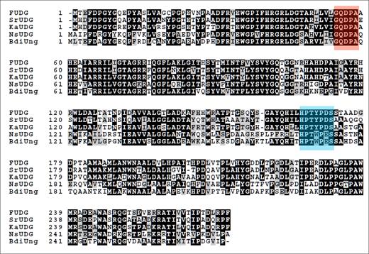 Multiple sequence alignment of BdiUng with putative homologues. The protein sequence of BdiUng was aligned against the protein sequences of FUDG (from Frankia sp. EuI1c), SrUDG (from Streptacidiphilus rugosus), KaUDG (from Kitasatospora azatica) and NsUng (from Nitrosospira sp. NpAV) using clustal omega. The schematic representation was obtained by using BOXSHADE (www.ch.embnet.org). Identical residues are shaded in black while similar residues in grey. Putative motif A and B are additionally shaded in red and blue, respectively.