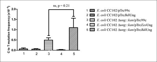 Mutation frequency (Lac+ reversion) of E. coli CC102 strain and its Δung::kan derivatives harboring plasmid pTrc99c or its derivatives containing EcoUng or BdiUng. Mutation frequency values are represented as mean ± SD from 10 independent colonies (replicates), calculated as the ratio of a number of colonies that appeared on minimal lactose plates compared to minimal glucose plates (per 1 ml culture). In Δung::kan strain, provision of BdiUng did not significantly change the C to T mutation frequency (comparing 3 and 5, P value = 0.21).