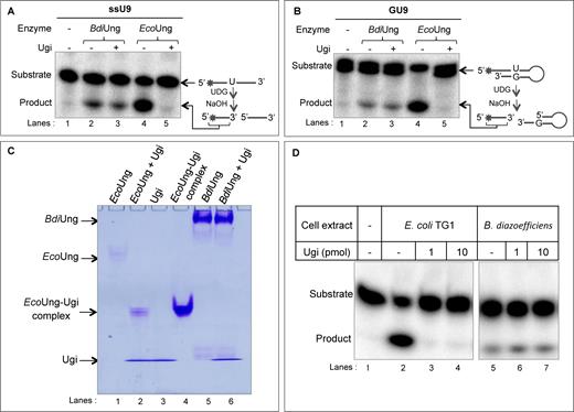 Uracil excision assays with single stranded and double stranded substrates. Assays were carried out at 37°C for 30 min with 1 μg of BdiUng (∼32 pmol monomer) or EcoUng (∼4 pmol) with (+) or without (–) pre-incubation with 1 μg of Ugi (∼100 pmol) as described in Materials and Methods using ∼0.1 pmol of ssU9 (A) or GU9 (B) DNAs, and resolved on 8 M urea PAGE (15%). (C) Electrophoretic mobility shift assay to analyze complex formation of BdiUng with Ugi. After incubation of enzyme with/without Ugi, reaction products were resolved on 15% native PAGE (29:1 crosslinking, pH 6.8). While complex EcoUng-Ugi complex formed is found to migrate adjacent to pure complex control, no band indicative of BdiUng-Ugi complex could be seen. (D) Uracil excision assay on ssU9 with 2 μg of B. diazoefficiens cell free extracts with/without pre-incubation with varying amounts of Ugi. E. coli TG1 cell free extract (2 μg) was used as a control. Reaction products were resolved on 8 M urea PAGE (15%).