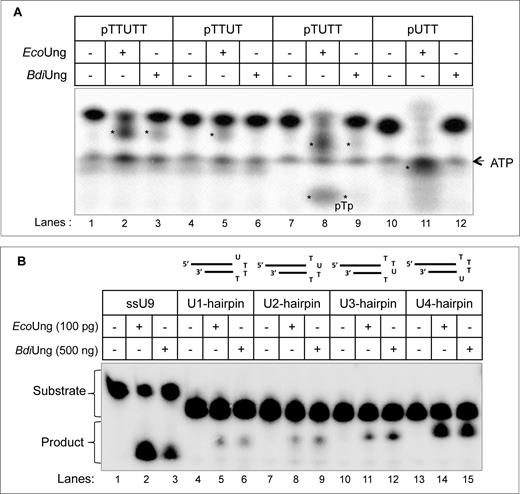 Excision of uracil from different structural contexts. Uracil excision assays with DNA oligomers (∼0.1 pmol each) containing a different number of nucleotides on either side of uracil (A) or with the hairpin DNA oligomers containing uracil in different positions in tetraloop (B) were carried out at 37°C as described in Materials and Methods. (A) Reactions were carried out with 1 μg of either protein (∼40 pmol EcoUng or ∼32 pmol BdiUng monomer) for 30 min. More than one product band is observed in some reactions because incomplete alkaline cleavage of AP site (first reaction leaves a semialdehyde residue on 3΄ end of 5΄ product and the second reaction removes it, producing a 3΄ phosphate on the 5΄ product; products are marked with asterisks). (B) Reactions were performed for 30 min with 100 pg (4 fmol) and 500 ng (∼16 pmol monomer) of EcoUng and BdiUng, respectively. Reaction products were resolved on 8 M urea PAGE (15%).