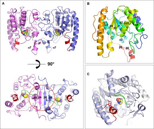 Overall structure of BdiUng. (A) A dimer of BdiUng. The molecule (top) is rotated perpendicular to highlight the formation of β-sheet in the dimeric arrangement. The corresponding regions of motifs A and B in family 1 UDG are colored in green and red, respectively, with the bound uracil molecule depicted in spheres. (B) A monomer of BdiUng with the typical α/β/α sandwich fold of UDG proteins. Rainbow color scheme from blue (N terminus) to red (C terminus) is shown. (C) Overlap of BdiUng monomer (blue) with the EcoUng (PDB: IEUI) (white). Motif A (green) is well superposed whereas the corresponding region of motif B (red) is shaped significantly different in BdiUng. The bound uracil of BdiUng is depicted in spheres.