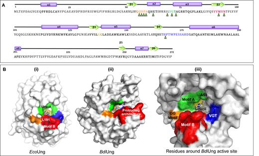 Primary sequence and motifs of BdiUng. (A) Secondary structure elements and motifs are represented along with the primary sequence. Alpha helices are represented as purple cylinders while beta strands are shown as green arrows and corresponding regions in the primary sequence are shaded. Sequences are colored as follows: motif A: orange, PPS motif: green, VLLLN motif: pink, GS motif: yellowish green, sequence forming protruding structure (motif B): blue. Residues constituting ligand binding cavity are marked by green triangles. The nomenclatures of the motifs are done with respect to family 1 UDGs. (B) Surface diagrams of EcoUng (PDB: IEUI) and BdiUng generated using Pymol. (i) The conserved motifs in Ung are colored (motif A; green, motif PPS; blue, motif VLLLN; yellow, motif GS; orange and motif B; red). (ii) The corresponding regions of BdiUng to Ung have the same color. (iii) The residues surrounding the uracil binding pocket are shown in the surface diagram.
