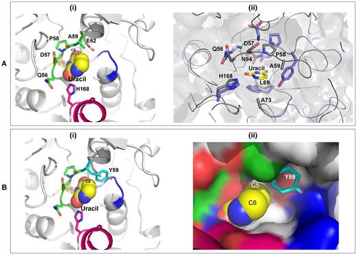 Active site of BdiUng. (A) (i) The active site of BdiUng is shown along with uracil depicted as spheres. Motif A and H168 are highlighted. (ii) The ligand binding cavity of BdiUng and E. coli Ung (PDB Id: 1EUI) show high similarity. Overlap of BdiUng (grey) and E. coli Ung (blue) active site. The residues are labelled for BdiUng. (B) Model structures for mutation A59Y (i) BdiUng active site showing the A59Y mutation. (ii) Surface diagram of BdiUng showing the steric hindrance to substituents at C5 of uracil molecule caused by the A59Y mutation.