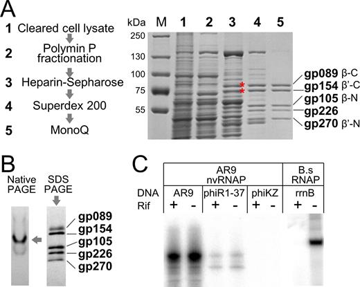 Purification of nvRNAP from AR9 infected Bacillus subtilis cells and analysis of its transcriptional activity. (A) Left: main steps of nvRNAP purification. Right: SDS-PAGE analysis of fractions containing gp089 and gp154 (marked by red asterisks) during the course of AR9 nvRNAP purification. A Coomassie-stained gel is shown; lane numbers correspond to the steps of purification shown on the left. (B) Left: a Coomassie-stained gel after native PAGE analysis of the five-subunit form of AR9 nvRNAP after the final MonoQ purification (step 5 in panel А). Right: a silver-stained gel after SDS-PAGE analysis showing polypeptides present in the native gel band marked by an arrow. (C) In vitro transcription by AR9 nvRNAP of genomic DNA of AR9, phiR1-37 and phiKZ phages in the presence and in the absence of rifampicin. Transcription by B. subtilis RNAP of a PCR-fragment containing the rrnB promoter was used as a control.