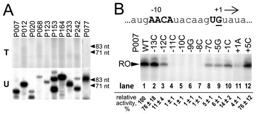 In vitro transcription by AR9 nvRNAP from late AR9 promoters and their mutant variants. (A) Multiple-round run-off transcription by AR9 nvRNAP was performed using templates containing indicated late AR9 promoters. The templates for transcription were prepared by PCR either with dTTP (top panel) or dUTP (bottom panel). The primers used to prepare the DNA templates are listed in Supplementary Table S1. (B) Mutational analysis of the AR9 P007 late promoter. The nucleotide sequence of the non-template strand at and around the TSS of the P007 promoter DNA is shown at the top. The position of the +1 start site is underlined and direction of transcription is shown by an arrow. The AR9 late promoter consensus nucleotides are shown in capital bold letters. Below, in vitro run-off transcription by AR9 nvRNAP of the DNA templates containing P007 and its derivatives (see Supplementary Table S2) is shown. ‘RO’—run-off transcripts (62 nt). Numbers indicate transcription activities relative to transcription from the wild-type P007 promoter (taken as 100%). Average values and standard deviations from three independent experiments are presented.