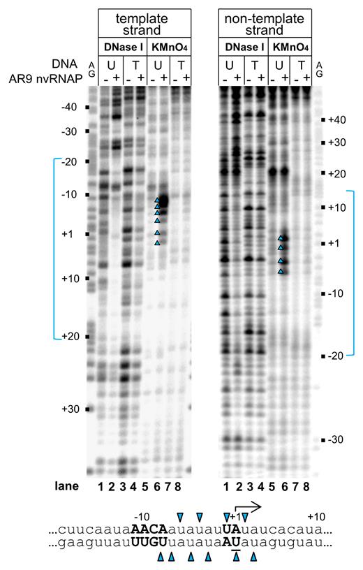 Promoter binding and promoter opening by AR9 nvRNAP. DNase I footprinting and KMnO4 probing of nvRNAP complexes with the P077 promoter DNA was performed with DNA templates containing uracil (U) or thymine (T). Positions relative to the TSS (+1) are indicated. Lanes indicated as ‘AG’ show markers. Areas protected from DNase I attack are indicated in blue. A fragment of the P077 promoter sequence is shown below, with uracils that undergo oxidation by KMnO4 in the presence of AR9 nvRNAP indicated by blue triangles.