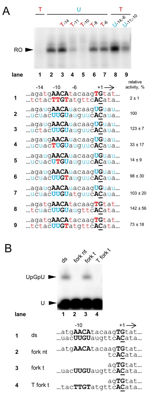 Analysis of promoter template DNA requirements by AR9 nvRNAP. (A) In vitro run-off transcription by AR9 nvRNAP of double-stranded P007 promoter templates carrying uracils and thymines at different positions. ‘RO’—run-off transcripts (18 nt). The numbers under the gel indicate transcription activities relative to uracil-only control template. Below, DNA sequences around the TSS of the DNA templates used in the experiment are shown. Uracils and thymines are highlighted in blue and red, respectively. The position of the +1 start site is underlined. Conserved nucleotides of the late promoter are shown in capital bold letters. Average values and standard deviations from three independent experiments are presented. (B) The results of in vitro abortive initiation reactions by AR9 nvRNAP from the double-stranded and fork-junction P007-based DNA templates shown below. RNA dinucleotide monophosphate UpG was used as a primer to initiate transcription. The full DNA sequences of the templates can be found in Supplementary Table S4.