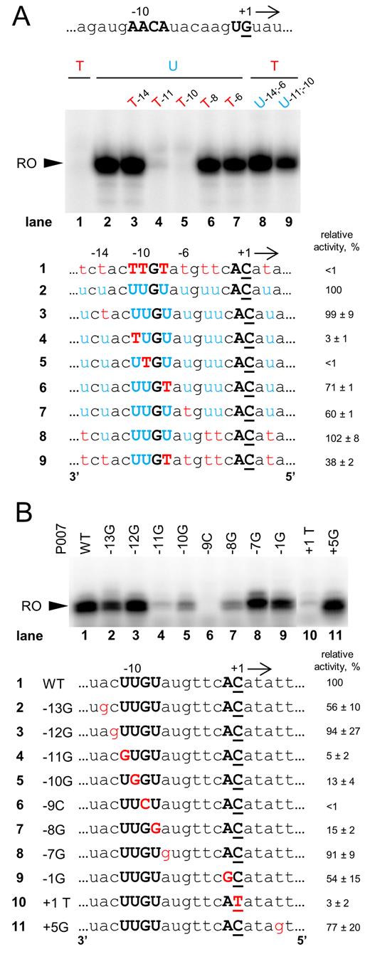 Specific transcription initiation by AR9 nvRNAP using single-stranded promoter DNA templates. (A) In vitro run-off transcription assay of AR9 nvRNAP using the single-stranded DNA templates matching the template strand of the P007 promoter carrying uracils and thymines at different positions. ‘RO’—run-off transcripts (18 nt). The nucleotide sequence of the non-template strand at and around the TSS of the P007 promoter DNA is shown at the top. Below the gel, DNA sequences around the TSS of the DNA templates used in the experiment are shown. (B) In vitro run-off transcription assay of AR9 nvRNAP using single-stranded templates based on the P007 promoter DNA and its derivatives. Average values and standard deviations from three independent experiments are presented. The full sequences of the templates can be found in Supplementary Table S5.