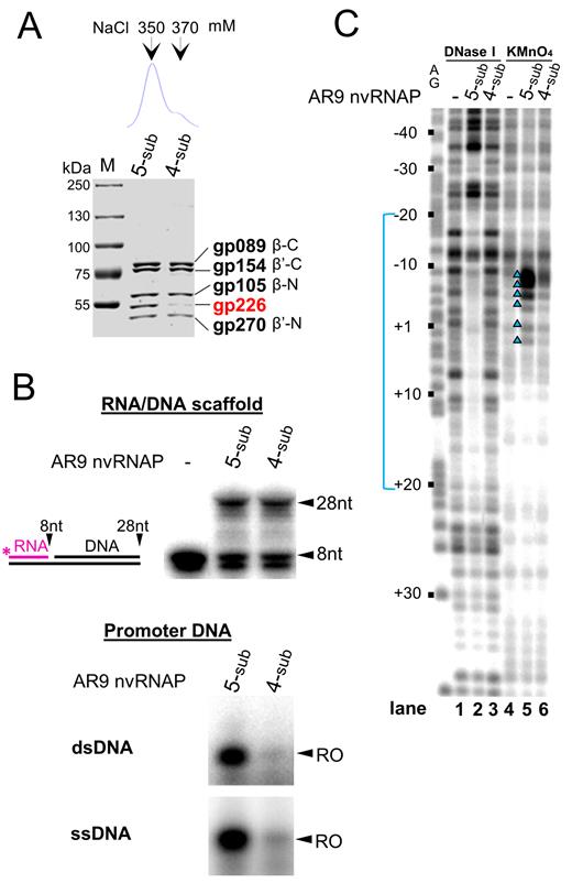 Functional analysis of the two forms of AR9 nvRNAP. (A) Atop: chromatographic profile of AR9 nvRNAP eluted from a MonoQ column with a NaCl concentration gradient. Below: a Coomassie-stained SDS gel of the MonoQ fractions containing five-subunit (5-sub) and four-subunit (4-sub) forms of AR9 nvRNAP. (B) Comparison of transcriptional activities of the 5s and 4s nvRNAP. Top panel: RNA extension assay using the RNA-DNA scaffold schematically shown on the left. Below: in vitro run-off transcription from the uracil-containing promoter P007 in double- and single-stranded DNA (dsDNA and ssDNA). ‘RO’—a run-off transcript (62 nt for dsDNA and 18 nt for ssDNA). (C) DNase I footprinting and KMnO4 probing of nvRNAP–promoter P077 complexes formed by 5s and 4s nvRNAP. The experiment was performed using the uracil-containing template (with template strand radiolabeled). See Figure 3 legend for details.