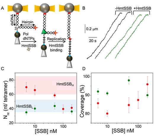 Co-replicational binding of HmtSSB to ssDNA. (A) Schematic of the experimental set-up. The DNA hairpin containing a dsDNA handle (2686 bp) was modified with an abasic site at the loop apex (red star) and attached between the beads in the optical tweezers (see ‘Materials and Methods’ section). Strand displacement DNA synthesis activities were performed using the Phi29 DNA polymerase (green triangle) and initiated at F∼3pN in the presence of varying HmtSSB (brown tetramer) concentrations. As replication proceeds the displaced ssDNA strand is gradually covered by the HmtSSB. Strand displacement synthesis terminates at the abasic site, yielding a hybrid DNA molecule with 5226 bp of dsDNA and 2540 nt of ssDNA gradually covered by the HmtSSB (see also Supplementary Figure S8). After subtraction of the dsDNA contribution (Supplementary Figure S3), fits with Equation (1) to the equilibrium FECs of the protein–DNA complexes obtained under these conditions rendered, for a fixed Lends, the values of the average number of wrapped nucleotides per tetramer, Nnt and the fraction of ssDNA covered by the protein (δ) for all HmtSSB concentrations. (B) Independent replication traces without (black) and with (green) HmtSSB in solution (50 nM). Each trace represents the real-time change in distance (∼30 nt/s) associated with the full replication of the hairpin at F∼3 pN. (C) Dependence of Nnton HmtSSB concentration for Lends= 6 nm. Colored areas represent the approximated average site sizes (see Figure 3). (D) Dependence of ssDNA coverage (δ) on HmtSSB concentration for Lends= 6 nm. For (C) and (D) green symbols represent the Nntand δ values obtained for protein–DNA complexes assembled during DNA synthesis and red symbols represent the Nntand δ values for complexes assembled on preformed ssDNA. For both conditions the salt concentration was 50 mM NaCl/4 mM MgCl2 and the HmtSSB concentration 5, 10, 50 100 or 200 nM. For all plots error bars represent s.e. See Supplementary Figure S7 for Nnt and δ values obtained with Lends = 5, 7 and 8 nm.