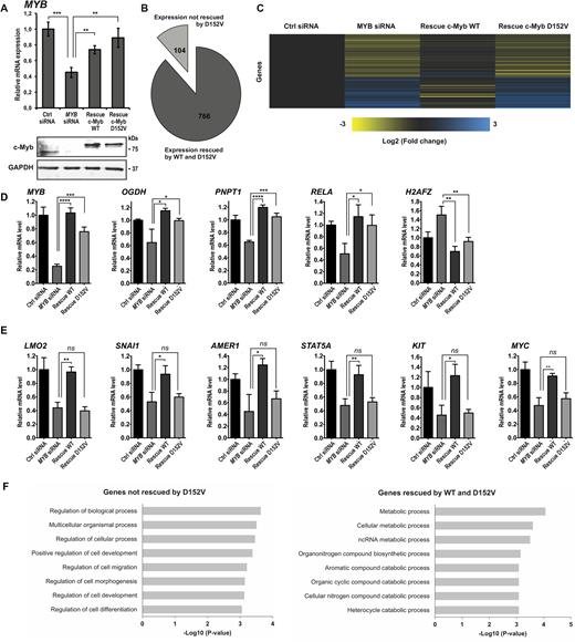 Comparison of the transcriptomes associated with c-Myb WT and D152V generated by RNA-seq following c-Myb knockdown and rescue in K562 cells. (A) Expression of MYB analysed by qRT-PCR and western blotting using anti-c-Myb and anti-GAPDH primary antibodies. RNA and cell lysates were harvested 24 h after transfection with siRNA. RNA was isolated from three independent biological replicates, delivered to high-throughput sequencing and subjected to downstream statistical processing, as described in ‘Materials and Methods’ section. (B) Number of genes differentially expressed after knockdown of c-Myb rescued by ectopic expression of TY-c-Myb and TY-c-Myb D152V (766), as well as the number of genes not rescued by TY-c-Myb D152V (104). (C) Heat map of the differential gene expression pattern after c-Myb knockdown of the genes rescued by TY-c-Myb, but not by TY-c-Myb-D152V. Yellow colour represents decreased expression while blue colour represents increased expression relative to the control (black). (D) RNA-seq data showing the expression pattern of genes differentially expressed after c-Myb knockdown rescued by expression of both TY-c-Myb and TY-c-Myb D152V. The representative genes shown are MYB, OGDH, PNPT1, RELA and H2AFZ. To illustrate the rescue for individual genes, we extracted data for each replicate to estimate mean ± SD. Significance was evaluated by unpaired, two-tailed t-tests on selected pairs and indicated with P-values (*P < 0.05; **P < 0.01; ***P < 0.001; ns P > 0.05). (E) RNA-seq data showing the expression pattern of genes differentially expressed after c-Myb knockdown rescued by expression of TY-c-Myb, but not TY-c-Myb D152V. The representative genes shown are LMO2, SNAI1, AMER1, STAT5A, KIT and MYC. P-values are indicated as in Figure 1D. (F) Gene ontology (GO) analysis of the two groups of c-Myb target genes. The top eight GO terms (based on P-value) for both groups are shown.