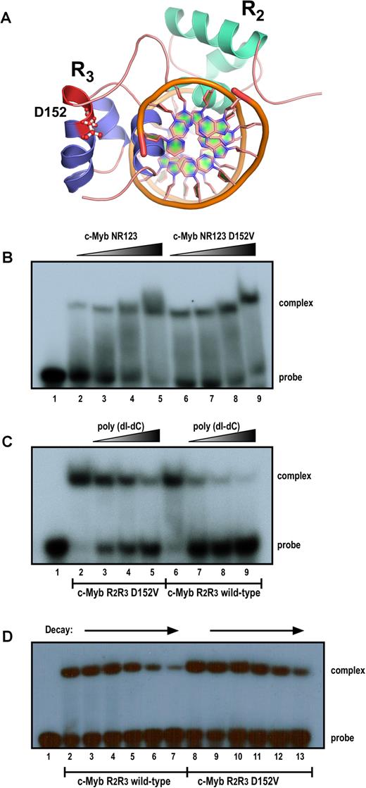Comparison of the activity of the DNA-binding domain of c-Myb in wild-type (WT) and D152V mutant form, monitored by electrophoretic mobility shift assay (EMSA). (A) Illustration of the 3D structure of the minimal DBD (R2R3) of c-Myb bound to DNA. Graphical rendering of the structure was made with PyMOL (version 1.7.4) using the protein data bank identifier 1MSF. (B) Complex formation with increasing amounts added of purified recombinant human c-Myb protein (NR123 = amino acids 1–192) in either WT or mutant (D152V) form. A total of 5 fmol (lanes 2 and 6), 10 fmol (lanes 3 and 7), 40 fmol (lanes 4 and 8) and 100 fmol (lanes 5 and 9) of purified NR123 WT (lanes 2–5) or D152V mutant (lanes 6–9) protein were incubated with 20 fmol MRE(mim) probe at 25°C for 10 min and analysed by the electrophoretic mobility shift assay as described in ‘Materials and Methods’ section. (C) Titration of protein–DNA complexes with poly(dI-dC). A total of 30 fmol of purified Myb R2R3 proteins (WT or D152V) were incubated with 20 fmol of probe and increasing amounts of poly(dI-dC) and analysed by the electrophoretic mobility shift assay as described above. The amounts poly(dI-dC) added was 0 μg (lanes 2 and 6), 0.25 μg (lanes 3 and 7), 1 μg (lanes 4 and 8) and 2 μg (lanes 5 and 9). (D) Time course of complex dissociation upon competition. Myb R2R3–DNA complexes (WT and D152V) were allowed to form at 25°C for 10 min before they were exposed to a 75-fold excess of unlabelled specific MRE(mim) probe for t = 0, 2, 5, 10, 20 and 30 min (WT: lanes 2–7, D152V: lanes 8–13). DNA binding was monitored by the electrophoretic mobility shift assay as described above.