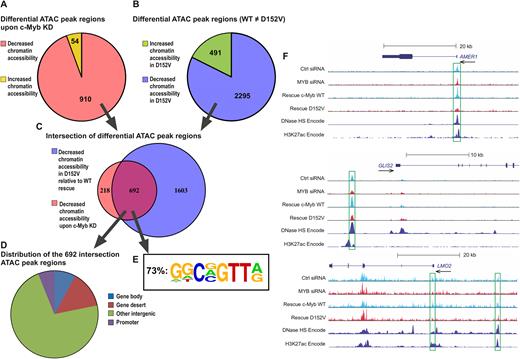 Differential chromatin accessibility revealed by ATAC-seq (A) Regions with ≥50% fold difference after knockdown of c-Myb (comparing K562 cells transfected with control siRNA and si2992) showing decreased chromatin accessibility (910) or increased chromatin accessibility (54). (B) Regions with ≥50% fold difference between WT c-Myb rescue and the D152V rescue (comparing the K562 cell lines ectopically expressing TY-tagged versions of c-Myb after knockdown of endogenous c-Myb) showing decreased chromatin accessibility (2295) in D152V compared to WT or increased chromatin accessibility (491) in D152V compared to WT. (C) Venn diagram showing the overlap (692) between the 910 regions with decreased chromatin accessibility upon c-Myb knockdown and the 2295 regions with decreased chromatin accessibility upon D152V rescue compared to WT c-Myb rescue. (D) Genomic distribution (defined by diffReps) of the 692 overlapping regions. (E) The frequency of the c-Myb binding motif shown, for the indicated subgroup (n = 692). Motif analysis around peak regions for the intersection of differential ATAC peak regions between MYB knockdown and D152V was performed using the HOMER program (3), as described in ‘Materials and Methods’ section. Values for the n = 1603 and n = 910 groups were 71 and 64% respectively. (F) UCSC Genome Browser tracks of the AMER1, GLIS2 and LMO2 loci showing ATAC-seq signal of K562 cells transfected with control siRNA, si2992 (MYB siRNA), as well as the WT c-Myb and D152V rescues. DNase I hypersensitivity (HS) mapping from K562 cells and ChIP-seq data on H3K27Ac in K562 cells (generated by the ENCODE project) is also shown.