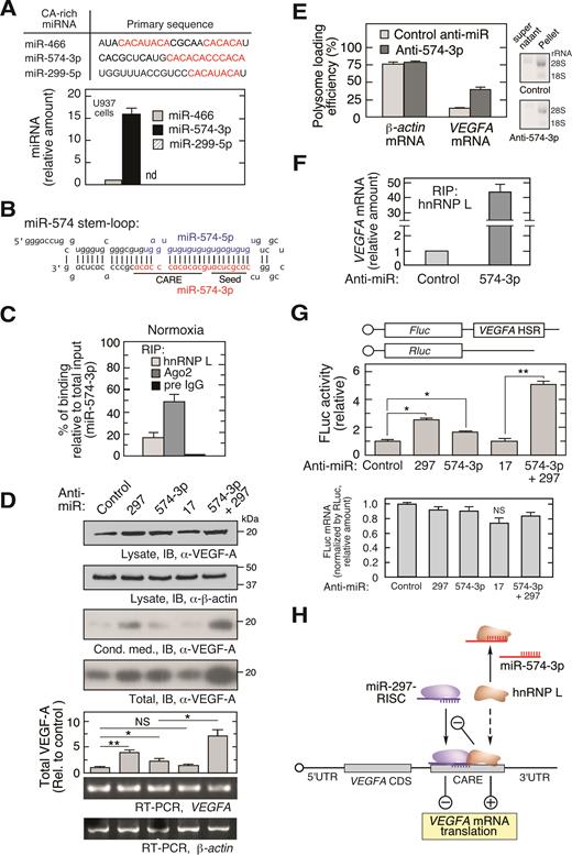 miR-574-3p represses hnRNP L binding to VEGFA mRNA and translational activation in normoxia. (A) Bioinformatic identification of CA-rich miRNAs and their expression in U937 cells. qRT-PCR was performed and expression normalized to RNU6B. (B) Sequence of precursor miR-574 stem–loop. Guide strand miR-574-5p (blue) and passenger strand miR-574-3p (red) are highlighted; seed and CARE regions are underlined. (C) Interaction of miR-574-3p with hnRNP L and RISC shown by percentage of binding relative to total input. U937 cells were cultured under normoxic condition for 24 h. Lysates with the same amount of total protein were subjected to IP with anti-hnRNP L, -Ago2 or pre-immune IgG antibodies, and then qRT-PCR using miR-574-3p-specific probe. Input RNA from the same amount of lysates was used as normalizer. (D) Endogenous miR-574-3p inhibits VEGF-A expression. U937 cells were transfected with negative control anti-miR, anti-miR-574-3p, -297 (200 nM), or both (100 nM/each) for 48 h, and lysates immunoblotted with anti-VEGF-A and -β-actin antibodies. VEGFA and β-actin mRNA was determined by semi-quantitative RT-PCR (equal total RNA for RT; 25 and 15 cycles for PCR of VEGFA and actin β-mRNA, respectively). (E) Inactivation of miR-574-3p increases VEGFA mRNA translation. U937 cells were transfected with anti-miR-574-3p or control anti-miR (200 nM) for 48 h. Ribosome-free and -bound mRNA were fractionated on a polysome cushion (rRNA was shown), and total RNA extracts were subjected to qRT-PCR using VEGFA- and β-actin-specific probes. (F) Endogenous miR-574-3p reduces the interaction between hnRNP L and VEGFA mRNA. U937 cells were transfected with anti-miR-574-3p or control (200 nM) for 24 h. Lysates were subjected to RIP with anti-hnRNP L antibody coupled with qRT-PCR using VEGFA-specific probe. (G) Endogenous miR-574-3p inhibits expression of HSR-bearing reporter. FLuc reporter bearing the VEGFA HSR was co-transfected into U937 cells with anti-miR-574-3p or anti-miR-297, or both, for 48 h in normoxic condition. FLuc activity was normalized by RLuc and expressed as percentage of control. FLuc mRNA level was shown by normalization with RLuc mRNA. (H) Schematic showing effects of CA-rich miR-574-3p and hnRNP L on normoxic VEGF-A expression. VEGFA mRNA translation is inhibited by miR-297-RISC binding to VEGFA 3΄UTR CARE, and by miR-574-3p binding to hnRNP L as RNA decoy in normoxia. In (A, C–G), data are presented as mean ± SD (n = 3; *P ≤ 0.05, **P ≤ 0.01, Student's t-test).