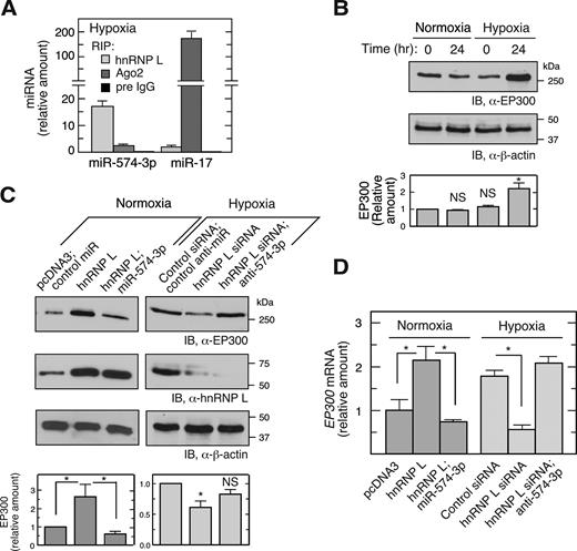 Hypoxia induces release of miR-574-3p from Ago2 suppressing RISC-mediated activity. (A) Hypoxia switches binding of miR-574-3p from Ago2 to hnRNP L. U937 cells were cultured in hypoxia for 24 h. Lysates with the same quantity of total protein were subjected to IP with anti-hnRNP L, -Ago2 or pre-immune IgG antibodies, and then to qRT-PCR using probes against miR-574-3p or miR-17. Signal of hnRNP L RIP-RT-qPCR for miR-17 under normoxia (Figure S1C) was used as normalizer. (B) Hypoxia induces EP300 expression. U937 cells were cultured in normoxia or hypoxia for 24 h and lysates immunoblotted using anti-EP300 antibody. (C) hnRNP L inhibits canonical RISC activity of miR-574-3p and stimulates EP300 expression. U937 cells were transfected with pcDNA3-Myc-hnRNP L (1 μg) or hnRNP L siRNA (with or without miR-574-3p or anti-miR-574-3p) (200 nM) in normoxia or hypoxia as indicated, and EP300 expression measured by immunoblot. Transfections with pcDNA3 vector or scrambled siRNA were used as negative controls. (D) hnRNP L induces EP300 mRNA by antagonizing miR-574-3p. U937 cells were treated as in (C) and total RNA subjected to qRT-PCR using EP300-specific probe and normalized to β-actin. Cond. Med.: conditioned medium. In (A–D), data are presented as mean ± SD (n = 3, Student's t-test).