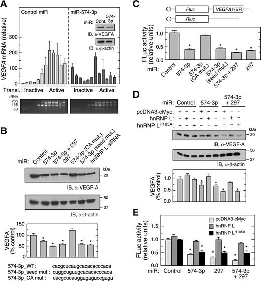 CARE-dependent inhibition of hnRNP L by miR-574-3p reduces VEGF-A expression in hypoxia. (A) Overexpression of miR-574-3p represses polysome loading of VEGFA mRNA in hypoxia. U937 cells were transfected with miR-574-3p or control miR (200 nM) for 48 h in hypoxia, and lysates subjected to sucrose density gradient fractionation. RNA isolated from each fraction was subjected to qRT-PCR to determine VEGFA mRNA distribution. Inset: VEGF-A expression was measured by immunoblot. (B) CARE is required for miR-574-3p-mediated inhibition of VEGF-A in hypoxia. U937 cells were transfected with wild-type and mutant miR-574-3p, miR-297, or hnRNP L siRNA (200 nM) as indicated. After 48 h, cell lysates were subjected to immunoblot analysis with anti-VEGF-A or -β-actin antibody, and quantitated by densitometry. (C) Overexpression of miR-574-3p inhibits translation of HSR-bearing reporter in hypoxia. FLuc reporter bearing VEGFA HSR was co-transfected into U937 cells with RLuc reporter and wild-type and mutant miR-574-3p, miR-297 or both for 48 h. FLuc activity was normalized by RLuc expression. (D) Overexpression of hnRNP L overcomes miR-574-3p-mediated repression of VEGF-A in hypoxia. U937 cells were co-transfected with pcDNA3-Myc-hnRNPL or the H105A mutant and with miR-574-3p or miR-297, or both, for 48 h in Hpx. Lysates were subjected to immunoblot analysis with anti-VEGF-A or -β-actin antibodies. (E) Overexpressed hnRNP L reverses miR-574-3p-mediated repression of HSR-bearing reporter in hypoxia. FLuc reporter bearing VEGFA HSR was co-transfected into U937 cells with miR-574-3p, miR-297, or both (or control miR) in the presence of pcDNA3-Myc-hnRNPL or its H105A mutant for 48 h in Hpx. FLuc was normalized by RLuc expression. In (A–E), data are presented as mean ± SD (n = 3; * P ≤ 0.05, Student's t-test).