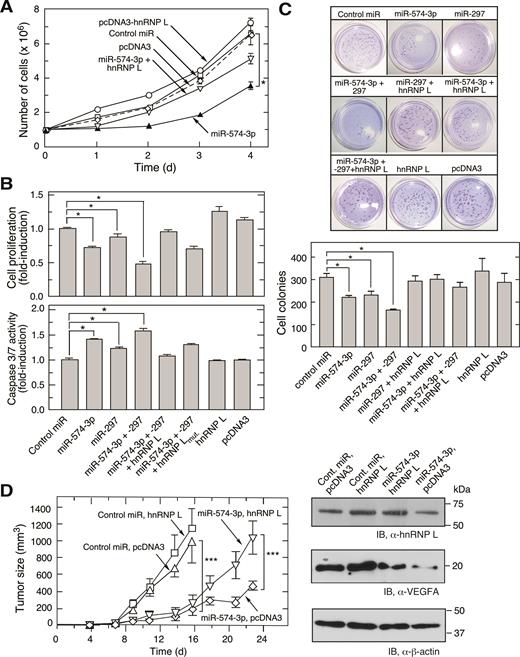 miR-574-3p inhibits proliferation and promotes apoptosis of U937 leukemia cells and suppresses tumorigenesis. (A) U937 cell proliferation is repressed by miR-574-3p and rescued by hnRNP L. U937 cells (1 × 106 cells) were transfected with miR-574-3p (or control miR, 50 nM), pcDNA3-Myc-hnRNP L (or empty vector, 500 ng), or both, for up to 4 days and cell number determined by hemocytometer. (B) Effects of miR-574-3p, miR-297, and hnRNP L on U937 cell proliferation and apoptosis. (Top) U937 cells (1 × 106 cells) were transfected with miRNAs (50 nM) as indicated in the presence or absence of hnRNP L or its mutant (500 ng). Cell proliferation rate was determined by MTT assay after 48 h transfection. (Bottom) Caspase 3/7 activity was measured using luminescent assay after 48 h. (C) miR-574-3p reduces anchor-independent U937 cell colony formation. U937 cells were transfected as in Figure 5B and seeded (5 × 103 cells) in 0.35% soft agarose gel containing RPMI with 10% serum. Cells were incubated for 2 weeks and stained with crystal violet and cell colonies imaged (above) and quantified (below). Data information: In (A–C), data are presented as mean ± SD (n = 3; *P ≤ 0.05, Student's t-test). (D) miR-574-3p represses tumor growth in mouse xenograft tumor model. miR-574-3p was transfected into U937 cells stably expressing hnRNP L (or pcDNA3 vector) for 48 h. Transfected cells (1 × 107 cells) were injected into flanks of nude mice, and tumor growth monitored for 23 days. Data are presented as mean ± SD (n = 20; *** P ≤ 0.001, two-way ANOVA).