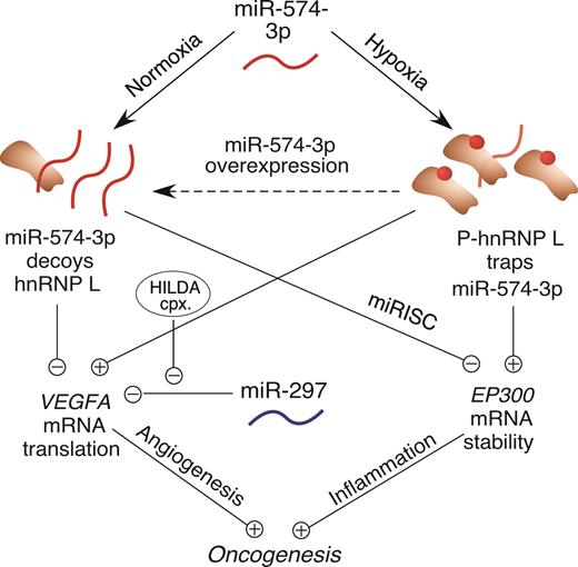 Schematic of interplay between hnRNP L and miR-574-3p and their cellular and oncogenic consequences.