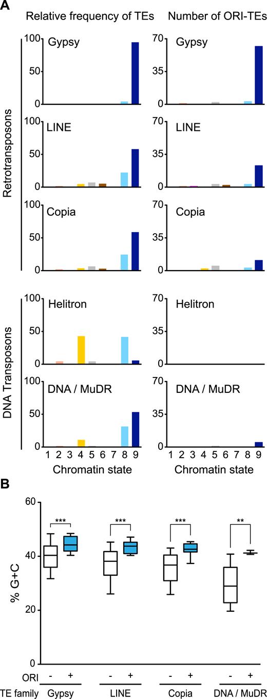 Distribution of retrotransposons and DNA transposons in the different chromatin states. (A) Relative frequency of several TE families (Gypsy, LINE, Copia, Helitron and DNA/MuDR) or ORI-TEs of those families with respect to total nucleotide family content, in the nine chromatin states. Chromatin states, largely corresponding to various genomic elements, are as follows: state 1, TSS; state 2, proximal promoters; state 3, 5’ half of genes; state 4, distal promoters enriched in H3K27me3; state 5, Polycomb-regions; state 6, 3΄ half of genes; state 7, long gene bodies; state 8, AT-rich heterochromatin; state 9, GC-rich heterochromatin. (B) Average G+C content of TEs with (blue) and without (white) ORIs in the different TE families. ***P < 0.0001; **P < 0.001 (unpaired t-test with Welch's correction; whiskers at 10–90 percentiles, outliers not represented in the graph).