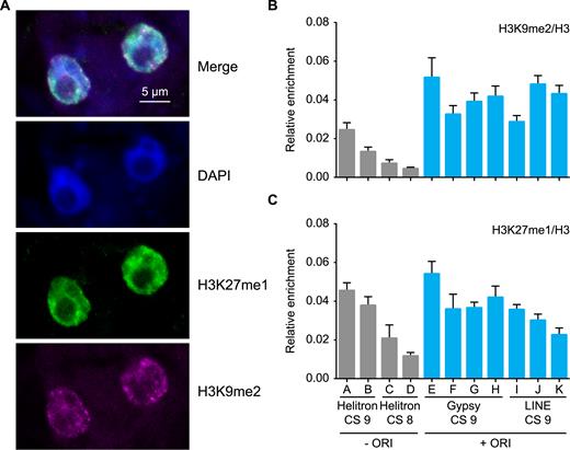 Heterochromatin marks in Arabidopsis MM2d cultured cells. (A) Immunolocalization of H3K9me2 (magenta) and H3K27me1 (green) in nuclei of cultured cells. Nuclei were stained with DAPI (blue). Levels of H3K9me2 (B) and H3K27me1 (C) determined by ChIP-qPCR in TEs representative of various families, chromatin states (CS) and with (blue bars) or without ORIs (gray bars). Enrichment values were made relative to the local H3 content determined by ChIP with anti-H3 antibody. Three biological replicates and two technical replicates were evaluated. The mean values ± standard error of the mean is plotted. The codes for the primer pairs used to identify each TE, according to the list in Supplementary Table S2, are: A, AT2TE13970; B, AT4TE16735; C, AT2TE16335; D, AT4TE17050; E, AT4TE16726–2; F, AT4TE16726–3; G, AT1TE62820–3; H, AT1TE62820–5; I, AT2TE15565–2; J, AT2TE15565–3; K, AT4TE03295–3.