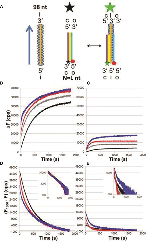Progression of strand exchange for different N = L dsDNAs. (A) Schematic representation of experiments that measure the fluorescence change due to the separation between the fluorescein (star) labeled complementary strand (purple line) and rhodamine (red circle) labeled outgoing strand (blue line). Base-pairing is indicated in yellow. The initiating strand and the RecA monomers are illustrated by the orange line and grey ovals, respectively. The big black and green stars represent quenched and unquenched fluorescence. (B) ΔF versus time curves for 98 nt filaments and dsDNAs of increasing length in ATPγS showing the change in cps from the initial value measured for a solution containing each dsDNA in the absence of ssDNA-RecA filaments; N = 15 (black), 20 (gray), 50 (red) and 75 (blue) bp. (C) Same as (B) but in the presence of ATP. The y-axis label for Figure 1B also applies to Figure 1C. (D) Each value of the change in fluorescence in ATPγS was subtracted to the final value averaged over the last 10 s; the inset is the same data on a logarithmic y-scale. (E) Same as (D) but in ATP. The y-axis label for Figure 1D also applies to Figure 1E.