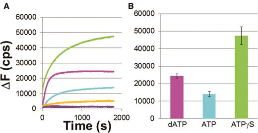 Progression of strand exchange for 98 nt –RecA filaments and 98 bp dsDNA. (A) Average of change in fluorescence for 10 curves in ATPγS (green), dATP (magenta) and ATP (cyan) and standard deviation values for ATPγS (orange), dATP (blue) and ATP (purple). (B) Bar graph for the curves shown in (A).