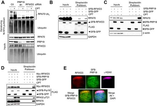 PRP19 assembles with RFWD3 on RPA–ssDNA in response to DNA damage and promotes RPA ubiquitylation. (A) PRP19 and RFWD3 depletion perturb DNA damage-induced RPA ubiquitylation. Cells were transfected with siRNAs targeting either PRP19 or RFWD3 and a vector expressing His6-tagged ubiquitin, treated or not with CPT and lysed under denaturing conditions. Ni-NTA pulldown was performed to isolate ubiquitylated proteins. (B) Cells were transfected with SFB- (S-protein, FLAG, streptavidin-binding peptide) GFP or SFB-RFWD3 vectors and streptavidin pulldown of SFB-tagged proteins in untreated or CPT-treated cells was performed. The indicated proteins were immunoblotted. (C) Cells were transfected with SFB-GFP or SFB-PRP19 vectors and streptavidin pulldown of SFB-tagged proteins isolated from untreated or CPT-treated cells was performed. The indicated proteins were immunoblotted. (D) Cells were transfected with SFB-GFP or SFB-PRP19 and myc-RFWD3 vectors. Streptavidin pulldown of SFB-tagged proteins isolated from untreated or CPT-treated cells was performed and the indicated proteins were immunoblotted. (E) HeLa cells transfected with an SFB-PRP19 vector and pre-sensitized with BrdU were UV laser microirradiated. Immunofluorescence against endogenous γ-H2AX, RFWD3 and FLAG epitope was subsequently performed to monitor RFWD3 and PRP19 accrual at damage sites.