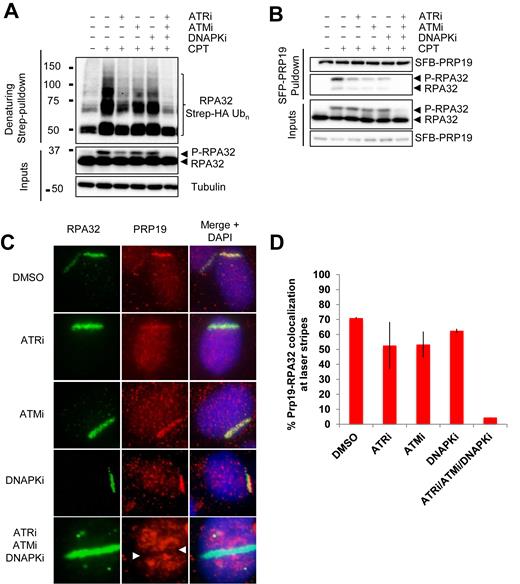 RPA32 ubiquitylation is regulated by PI3K-like kinases. (A) Cells were transfected with a vector expressing Strep-HA-tagged ubiquitin, pre-treated for 1 h with VE-821 (ATRi, 10 μM), KU55933 (ATMi, 10 uM), NU7441 (DNAPKi, 2 μM) or a combination of all three inhibitors, treated with 1 μM CPT for 4 h and lysed under denaturing conditions. Strep-Tactin pulldown was performed to isolate ubiquitylated proteins. (B) Cell transfection with an SFB-PRP19 vector were treated as in A and streptavidin pulldown was performed to isolate PRP19 along with its interactors. Controls for the efficiency of the inhibitor treatments are provided in (S2A). (C and D) U2OS cells were pre-sensitized with 10 μM BrdU, treated with the indicated inhibitors along with DRB for 1 h and damaged by UV-laser microirradiation. Recruitment of PRP19 and RPA32 was monitored 2 h after damage by immunofluorescence.
