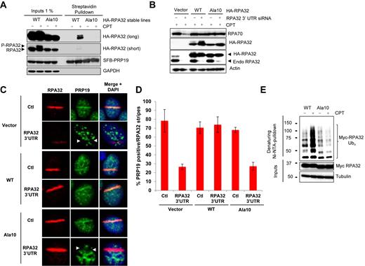 DNA-damage-induced RPA phosphorylation promotes its ubiquitylation. (A) HeLa cell lines stably expressing HA-tagged WT or Ala10 RPA32 mutants were transfected with a vector expressing SFB-PRP19. Cells were then treated with CPT 1 μM for 4 h, lysed and SFB-PRP19 and its interactors were isolated using streptavidin-associated beads. (B) Stable HeLa cell lines expressing the indicated HA-tagged RPA32 constructs were transfected with an siRNA targeting the 3′ untranslated region for the RPA32 mRNA. 72 h later, cells were treated with 1 μM CPT for 2 h, lysed and the indicated proteins were detected using specific antibodies. (C) Alternatively, cells transfected as in (B) were microirradiated and processed for immunofluorescence to examine PRP19 recruitment to laser stripes. (D) Histogram representing the recruitment of endogenous PRP19 to RPA32 stripes after laser microirradiation. The error bars correspond to biological triplicate experiments. At least 100 microirradiated cells were examined for each replicate. (E) Cells were transfected with vectors expressing His6-tagged ubiquitin and myc-tagged WT or Ala10 RPA32 mutants and treated with 1 μM CPT for 3 h. Ubiquitylated proteins were isolated by denaturing Ni-NTA pulldown.