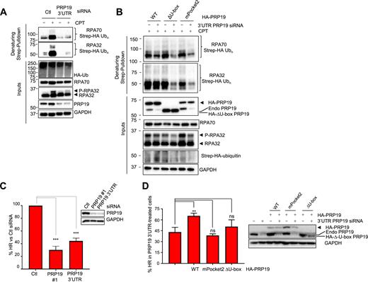 The PRP19 E3 ubiquitin ligase activity and its electropositive RPA-binding pocket are required for RPA ubiquitylation and homologous recombination. (A) Cells were transfected with Ctl or PRP19 3′UTR-targeted siRNA and 24 h later with a vector expressing Strep-HA ubiquitin. Twenty four hours later, cells were treated with 1 μM CPT for 3 h and lysed under denaturing conditions. Strep-Tactin pulldown was performed to isolate ubiquitylated proteins. (B) Cells expressing the indicated HA-PRP19 contructs were transfected with Ctl or PRP19 3′UTR-targeted siRNA and a Strep-HA ubiquitin vector and exposed to CPT as in A. Ubiquitylated proteins were isolated and the indicated proteins were detected by immunoblotting. (C) U2OS DR-GFP cells were transfected with the indicated siRNAs and subsequently co-transfected with mCherry and I-Sce-I expressing plasmids. Homologous recombination efficiency is measured as the % of GFP- and mCherry-positive cells to normalize for transfection efficiency and HR efficiency is plotted relatively to Ctl siRNA transfected cells. The graph represents the mean obtained from three independent experiments (***P < 0.001, Student's t-test). (D) U2OS DR-GFP cells stably expressing the indicated HA-PRP19 constructs were transfected with Ctl or PRP19 3′UTR siRNAs and subsequently co-transfected with mCherry and I-Sce-I expressing plasmids. The graphs represents the % HR in PRP19 3′UTR siRNA-transfected cells relative to Ctl siRNA-transfected cells for each cell line and were compiled from three independent experiments (**P < 0.01, ns = non-significant, Student's t-test).