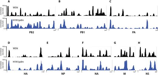 NP binding profile determined by HITS-CLIP for A/WSN/1933 (WSN, black) and A/California/07/2009 (H1N1pdm, blue) strains. (A–H) IGV tracks of all eight IAV segments are shown; their names and nucleotide lengths are indicated at the bottom of each track. Abundance of HITS-CLIP reads (y-axis) were normalized against the highest peak in each individual vRNA segment and arbitrarily set to 100. Profiles of both H1N1 viruses do not adhere to the classical model of uniform and random association of NP with vRNA, but exhibit specific NP peaks as well as regions not enriched for NP. Both H1N1 strains have a similar yet distinct NP binding profile, reflected by a Pearson correlation coefficient of 0.411, indicative of a moderate positive correlation.
