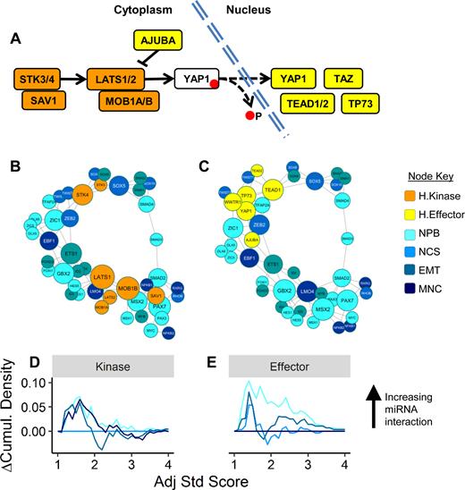 Hippo effector YAP reveals clustering with pre-migratory stages of neural crest development. Analysis of Hippo signalling pathway components, divided into cytoplasmic kinases and nuclear effectors (A) was performed via metaMIR with stages of neural crest development. Grouping of the kinase components (B) is less compact than that of the effectors (C). The resulting scores show less discrimination among the neural crest stages with the Hippo kinases (D), but show a clear trend towards higher scores between effectors including YAP and the neural plate border (NPB) and epithelial-to-mesenchymal transition (EMT) genes (E). Neural crest specifiers (NCS) and genes associated with migratory neural crest (MNC) produced the lowest results.