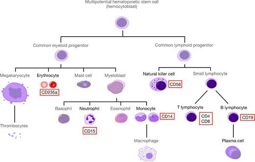 Simplified human hematopoietic tree of different cell compounds (modified from Häggström (69)). The miRNA expression profiles were generated for natural killer (NK) cell (CD56+), B lymphocyte (CD19+), cytotoxic T cell (CD8+), T helper cell (CD4+), monocyte (CD14+), neutrophil (CD15+) and erythrocyte (CD235a+) populations (highlighted in red).