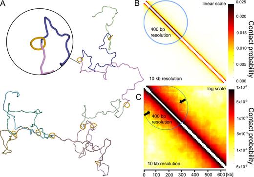 Simulations testing the cohesin barrier model. (A) Snapshot from the simulation of chromatin fibres with encircling cohesin rings maintained at regular intervals. (B and C) Contact maps obtained for a large statistical sample of equilibrated configurations such as shown in A. In B, the applied colour scale is linear as the one used in the experimental contact maps of Mizuguchi et al. (11) and in the simulated contact maps presented in Figure 2. In C, the applied colour scale is logarithmic. Notice that the presence of localized cohesin rings results in a local depletion of contacts at chromatin portions shielded by the rings, but does not result in formation of characteristic triangles indicating presence of self-interacting domains. The arrows indicate lines with depleted contacts.