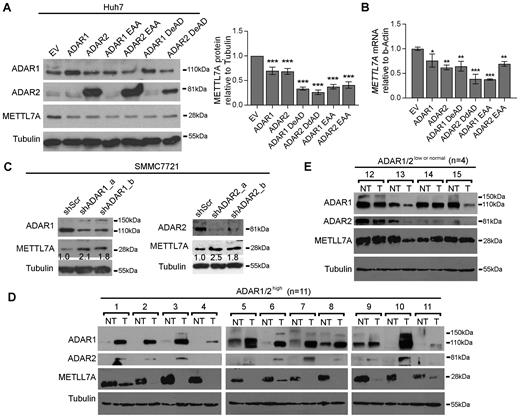 RNA editing/dsRNA binding-independent suppression by ADARs on METTL7A expression in HCC cells and primary tumors. (A) Western blot analyses of the indicated proteins in Huh-7 cells 72 h after transfection with the wild-type, DeAD or EAA mutants of ADARs (left panel). The bar chart represents the normalized densitometry unit of METTL7A protein on Western blot (right panel). (B) qRT-PCR analysis of METTL7A mRNA level measured in the same samples as described in (A). (C) Western blot analyses of the indicated proteins SMMC7721 cells 72 h post-transfection with shRNAs against either ADAR1 or ADAR2. Value indicates the normalized densitometry unit of METTL7A protein on western blot. (D and E) Western blot analyses of METTL7A, ADAR1 and ADAR2 proteins in two groups of HCC cases including ADAR1/2 high (D) and ADAR1/2low or normal (E). Tubulin is the loading control. T, primary HCC tumor; NT, matched non-tumor liver. Data are presented as the mean ± S.E.M. of six replicates from a single experiment and representative of three independent experiments (A, B). Statistical significance is determined by unpaired, two-tailed Student's t test (A, B). (**P < 0.01; ***P < 0.001).