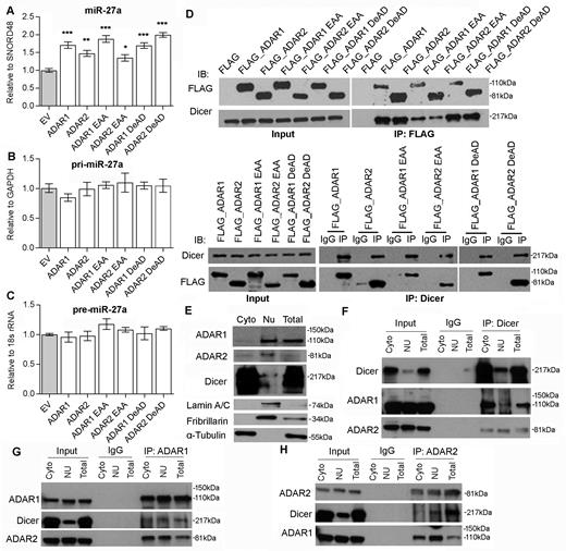 ADARs interact with Dicer to promote miR-27a expression independent of RNA editing/dsRNA binding activities. (A–C) The qRT-PCR measurement of mature miR-27a (A), pri-miR-27a (B), and pre-miR-27a (C) in Huh-7 cells upon overexpression of empty vector (EV) or different ADARs expression constructs including the wild-type, DeAD and EAA mutants. Data are presented as the mean ± s.e.m. of triplicates from a single experiment and representative of 3 independent experiments (*P < 0.05; **P < 0.01; ***P < 0.001). Statistical significance is determined by unpaired, two-tailed Student's t test. (D) Reciprocal immunoprecipitation (IP) of ADARs and Dicer is performed in HEK293T cells overexpressing FLAG only or FLAG-tagged wild-type and mutant form of ADARs, using anti-FLAG antibody conjugated magnetic beads (IP: FLAG; top panel), or Dicer-specific antibody (IP: Dicer; bottom panel) or mouse IgG (IP: IgG; bottom panel). Western blot analyses of the indicated proteins in FLAG, Dicer or mouse IgG-IPed products are conducted. (E) The purity of cytoplasmic (Cyto) and nuclear (Nu) fractions of HEK293T is verified by western blot analyses of ADAR1, ADAR2, Dicer, Lamin A/C, Fibrillarin and α-tubulin. (F–H) Reciprocal IP of endogenous ADARs and Dicer is conducted in the cytoplasmic (Cyto) and nuclear (Nu) fractions of HEK293T cells using an Dicer (F), ADAR1 (G), ADAR2 (H)-specific antibody (IP: ADAR1, ADAR2 or Dicer) or mouse IgG (IP: IgG). Western blot analyses of the indicated proteins in ADAR1, ADAR2, Dicer or mouse IgG-IPed products are conducted. Input indicates 5% of each fraction or total lysates from HEK293T cells. Total lysates (Total) are included in the experiments describe in (E–H) as positive controls.
