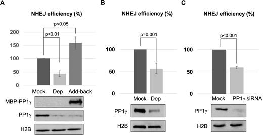 PP1 is required for NHEJ. (A) PP1 depletion was performed in Xenopus egg extracts using beads conjugated with a PP1-binding motif derived from PNUTS, as described in Materials and Methods. Extracts were mock treated with beads alone, depleted of PP1γ (Dep), or PP1γ-depleted and then reconstituted with purified recombinant MBP-PP1γ (Add-back). As in our previous study (35), a non-compatible NHEJ template, linearized with Xho1 and Kpn1, was incubated and the repair efficiency, measured by colony formation, is shown. The level of PP1γ was monitored by immunoblotting, and histone H2B served as a loading control. (B) As in our previous study (35), a compatible NHEJ template linearized with Xho1 was incubated in Xenopus egg extracts with or without PP1 depletion. The repair efficiency, measured by colony formation, is shown. (C) The chromosome-integrated, I-SceI-induced NHEJ reporter cell line was characterized in a previous study (36), and described in Materials and Methods. The cells were transfected with or without PP1γ siRNA as indicated. The repair efficiency, measured by GFP expression, is shown. The cell lysates were analyzed by immunoblotting for PP1γ and H2B. The above experiments were performed at least three times, and the results are shown as the mean values and standard deviations. Statistical significance was analyzed using an unpaired 2-tailed Student's t-test.
