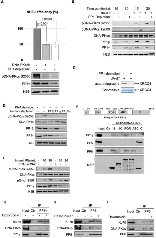 PP1 functions in NHEJ via regulation of DNA-PKcs. (A) The linearized NHEJ template was repaired in Xenopus egg extracts, as in Figure 2B. The extracts were depleted of PP1 (using the PP-binding motif of PNUTS, as in Figure 2A), or treated with a DNA-PKcs inhibitor (NU7441, 20 uM), as indicated. The repair efficiency, measured by colony formation, is shown. Extract samples were analyzed by immunoblotting for DNA-PKcs phospho-S2056, PP1γ and H2B. The experiment was performed at least three times, and the results are shown as the mean values and standard deviations. Statistical significance was analyzed using an unpaired two-tailed Student's t-test. (B) Xenopus egg extracts with or without PP1 depletion (using the PP-binding motif of PNUTS) were treated with 20 ng/μl of (dA-dT)70 as indicated. Immunoblots of DNA-PKcs phospho-S2056, DNA-PKcs phospho-T2609, DNA-PKcs, PP1β, PP1γ and H2B are shown. (C) In vitro DNA-PKcs kinase assay was performed using XRCC4 as substrate, as described in Materials and Methods. The autoradiography and Coomassie stain of XRCC4 are shown. (D) Xenopus egg extracts were immunodepleted of PP1β, PP1γ or both. The extracts were treated with (dA-dT)70 for 30 min, and analyzed by immunoblotting for DNA-PKcs phospho-S2056, DNA-PKcs, PP1β, PP1γ and H2B. (E) HeLa cells were transfected with control or PP1γ siRNA, treated with 10 Gy IR, and incubated as indicated. Immunoblots of DNA-PKcs phospho-S2056, DNA-PKcs, Smc1 phospho-S957, PP1γ and H2B are shown. (F) Five segments of DNA-PKcs (N, JK, PQR, ABCDE (ABC) and C) were expressed with MBP-tag, and purified on amylose beads, as described in Materials and Methods. The beads were then incubated in HeLa cell lysates, re-isolated, and analyzed by immunoblotting. The ‘Ctr’ sample was a mock pull-down using empty amylose beads. (G–I) Immunoprecipitation of PP1γ (G), PP5 (H) and PP6 (I) was performed in the lysates of HeLa cell with or without doxorubicin treatment. The lysate input, control IP with blank beads, and PP1γ IP products were analyzed by immunoblotting for DNA-PKcs, Ku70 and PP1γ, PP5 and PP6, as indicated.
