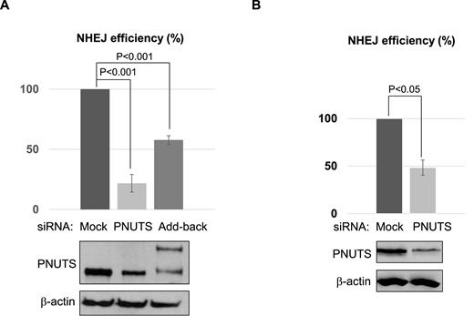 PNUTS is required for NHEJ in Xenopus egg extract and human cells. (A) As described in Materials and Methods, HeLa cells were treated with control (Ctr) or PNUTS siRNA, or with PNUTS siRNA and then reconstituted with siRNA resistant GFP-PNUTS (Add-back). NHEJ assay was performed using a GFP-expressing template linearized with Nhe1, as described in Material and Methods. The repair efficiency, measured by GFP expression, is shown. The cell lysates were analyzed by immunoblotting for PNUTS and β-actin. (B) The chromosomal NHEJ reporter cells were transfected with control or PNUTS siRNA. The cell lysates were analyzed by immunoblotting for PNUTS and β-actin. The chromosomal NHEJ assay was performed as in Figure 2C. The repair efficiency, measured by GFP expression, is shown. A minimum of three experiments were carried out in the above panels, and the results are shown as the mean values and standard deviations. Statistical significance was analyzed using an unpaired two-tailed Student's t-test.