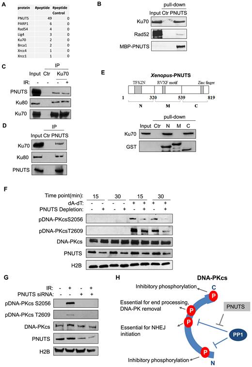 PNUTS associates with the Ku protein complex and regulates DNA-PKcs phosphorylation. (A) MBP-PNUTS pull-down was performed in Xenopus egg extracts. The pull-down product was resolved by SDS-PAGE, and analyzed by mass spectrometry. A number of DNA repair proteins were identified as binding patterns of PNUTS, as shown here with the numbers of peptides. A control pull-down was performed in Xenopus egg extracts using beads without MBP-PNUTS. (B) PNUTS pull-down was performed as in panel A. The extract input, control pull-down, and PNUTS pull-down samples were analyzed by immunoblotting for Ku70, Rad 52 and PNUTS. The ‘Ctr’ sample was a mock pull-down using empty amylose beads. (C) Ku70 IP was performed in the lysates of HeLa cell with or without IR-treatment. The lysate input, control IP, and Ku70 IP products were analyzed by immunoblotting for PNUTS, Ku80 and Ku70. (D) PNUTS IP was performed in HeLa cell lysates. The lysate input, control IP and PNUTS IP products were analyzed by immunoblotting for PNUTS, Ku70 and Ku80. (E) Three segments of PNUTS (N, M and C) were expressed with an N-terminal GST tag, and purified on glutathione beads, as described in Materials and Methods. The beads were incubated in Xenopus egg extracts, re-isolated, and analyzed by immunoblotting for Ku70 and GST. A mock pull-down using empty glutathione beads was performed as control (Ctr). (F) Xenopus egg extracts with or without PNUTS depletion were treated with (dA-dT)70, as indicated. The extract samples were analyzed by immunoblotting for DNA-PKcs phospho-S2056, DNA-PKcs phospho-T2609, DNA-PKcs, PNUTS and H2B. (G) HeLa cells were treated with PNUTS siRNA and 10 Gy IR, as indicated. The cell lysates were analyzed by immunoblotting for DNA-PKcs phospho-S2056, DNA-PKcs phospho-T2609, DNA-PKcs, PNUTS and H2B. (H) PP1 and PNUTS fine-tune the dynamic, and complex pattern of DNA-PKcs phosphorylation. PP1 is required for DNA-PKcs activation after DNA damage, presumably via dephosphorylation of multiple sites within the N, PQR and ABCDE regions. PNUTS modulates the action of PP1 toward S2056 and T2609, as the proper phosphorylation of these sites is required for end processing and ligation.