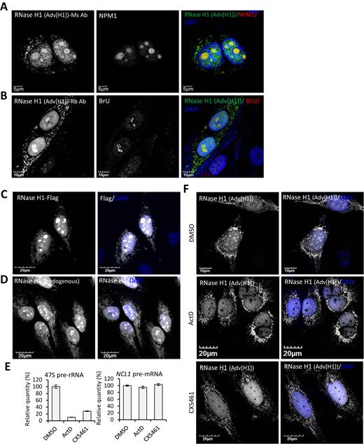 RNase H1 localizes to nucleoli in a RNAP I transcription-dependent manner. (A and B) Representative confocal immunofluorescence images of HeLa cells infected with AdV[H1] for 24 h. Cells were stained with (A) an antibody raised in mice against amino acids 189–287 of human RNase H1 and an anti-NPM1 antibody or (B) with an antibody raised in rabbit against amino acids 47–287 of human RNase H1 and an anti-BrdU antibody. Cells in panel B were pulsed with 1 mM BrU for 30 min immediately prior to fixation. (C) Representative confocal immunofluorescence images of HeLa cells transiently transfected with the pRNase H1-Flag for 48 h and stained using an anti-Flag antibody. (D) Representative confocal microscopy images of HeLa cells stained for endogenous RNase H1 with signal amplified using TSA. (E) Levels of 47S pre-rRNA and NCL1 pre-mRNA were quantified using qRT-PCR in extracts of HeLa cells treated with 0.02 μg/ml ActD for 2 h, 250 nM CX5461 for 6 h, or vehicle (DMSO). The error bars represent standard deviation from three parallel experiments. (F) HeLa cells infected with AdV[H1] for 24 h were treated with DMSO, 0.02 μg/ml ActD for 2 h, or 250 nM CX5461 for 6 h. Cells were stained with the anti-RNase H1 antibody.