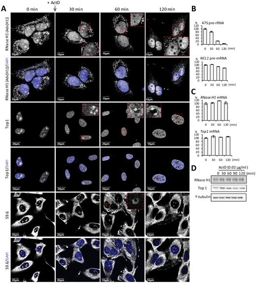 Nucleolar localization of RNase H1, DNA:RNA hybrids and Top1 depends on the ongoing transcription of rRNA. (A) Representative images of immunofluorescence staining for RNase H1 (overexpressed from AdV[H1]), Top1, and R-loops (using antibody S9.6) in HeLa cells treated with 0.02 μg/ml ActD for indicated times. (B) qRT-PCR quantification of 47S pre-rRNA and NCL1 pre-mRNA during the time course of ActD treatment in HeLa cells. (C) qRT-PCR quantification of RNase H1 and Top1 mRNA during the time course of ActD treatment in HeLa cells. The error bars represent standard deviation from three parallel experiments. (D) Western analysis of RNase H1 and Top1 during the time course of ActD treatment in HeLa cells.