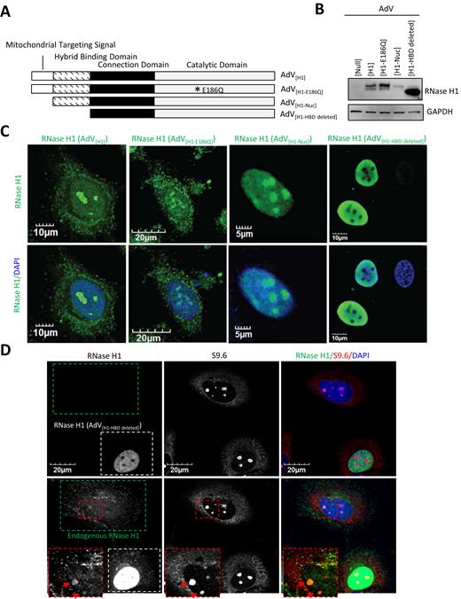 HBD of RNase H1 is required for the nucleolar localization of human RNase H1 in HeLa cells. (A) Schematic representation of WT and mutant RNase H1 constructs. (B) Western blot of HeLa cells infected with control virus (AdV[Null]) or adenoviruses encoding WT RNase H1 (AdV[H1]), catalytically inactive RNase H1 (AdV[H1-E186Q]), MTS-deleted nuclear RNase H1 (AdV[H1-Nuc]), or MTS/HBD-deleted RNase H1 (AdV[H1-HBD deleted]). GAPHD serves as a loading control. (C) Representative images of immunofluorescent staining of overexpressed WT or mutant RNase H1. (D) Representative images of co-immunofluorescent staining of R-loops (using S9.6) and overexpressed MTS/HBD-deleted RNase H1 (AdV[H1-HBD deleted]). Upper panel: overexpressed RNase H1 (white box). Lower panel: signal intensified to visualize endogenous RNase H1 signals (green box). Highlighted box (red box): co-localization of endogenous RNase H1 with R-loops in the nucleoli.