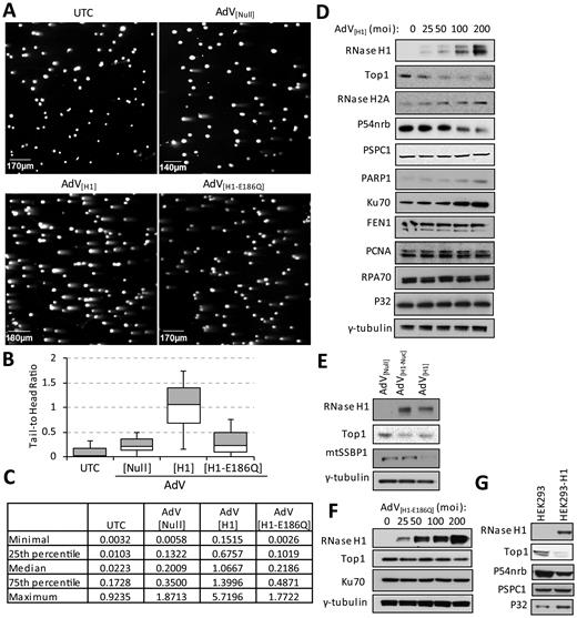 Overexpression of RNase H1 causes DNA damage and reductions in levels of Top1 and other components of the NHEJ pathway. (A–C) Neutral comet assays were performed in control untreated HeLa cells, cells that are infected with control virus (AdV[Null]), cells that express full-length RNase H1 (AdV[H1]), and cells that express catalytically inactive RNase H1 (AdV[H1-E186Q]). HeLa cells were infected with adenoviruses for 48 h at 100 moi. (A) Representative microscopy images. (B) Tail-to-head ratios calculated from ∼200 cells per each treatment. (C) Calculations for minimal, 25th percentile, median, 75th percentile and maximum tail-to-head ratio in each group were listed. (D) Western analysis of Top1 and NHEJ factor levels from HeLa cells transiently infected with specific concentrations of AdV[H1] to express full-length RNase H1 for 48 h. (E) Western analysis of indicated proteins from HeLa cells transiently infected with control adenoviral vector (AdV[Null]), or with vectors for expression of full-length (AdV[H1]) or truncated RNase H1 with MTS deleted (AdV[H1-Nuc]) at 100 moi for 48 h. (F) Western analysis of indicated protein levels in HeLa cells transiently infected with specified concentrations of adenoviral vector encoding catalytically inactive RNase H1 (AdV[H1-E186Q]) for 48 h. (G) Western analysis of indicated protein levels from control HEK293 cells and HEK293 cells that stably overexpressing full-length human RNase H1.