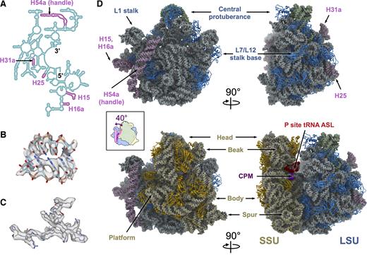 Cryo-EM structures of the Mtb 50S and 70S ribosomes. (A) Secondary structure of the 5′ half of the Mtb 23S, showing the positions of the Mtb expansion segments (plum color) within the 23S rRNA. (B) The model of a helix fragment of the 23S rRNA (residue 818–822 and residue 898–902) fits into the density from the Mtb 50S, showing individual RNA bases. (C) The model of bL35 (residues 6–31) fits into the density from the Mtb 70S, showing bulky protein side chains. (D) Overall structures of the Mtb 50S (top row) and 70S (bottom row) ribosomes viewing from the subunit interface (left column) and the L7/L12 stalk base (right column), respectively. Structural landmarks of the bacterial ribosome are labeled. Color schemes are dodger blue for LSU rProteins, light blue for 23S, plum for 23S rRNA expansion segments, green for 5S, gold for SSU rProteins, light yellow for 16S, purple for capreomycin (CPM) and red for the anticodon stem loop of the P-site tRNA. The cartoon in the inset box is an overlay of the 50S and 70S viewed from the SSU. The handle swings 40° counter-clockwise upon the association between SSU and LSU.